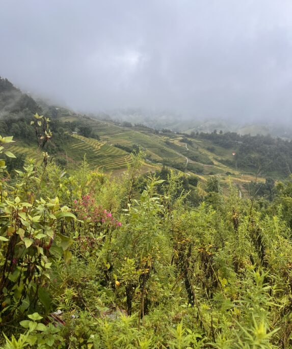 Sa Pa Terrasse de Rizières