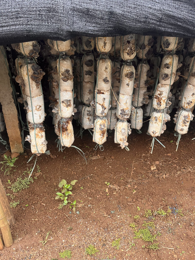 Ferme Champignon Da Lat