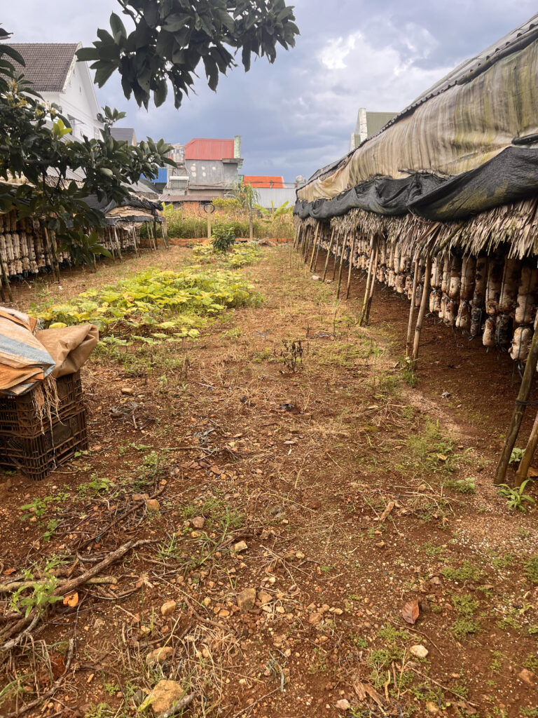 Ferme champignon Da Lat